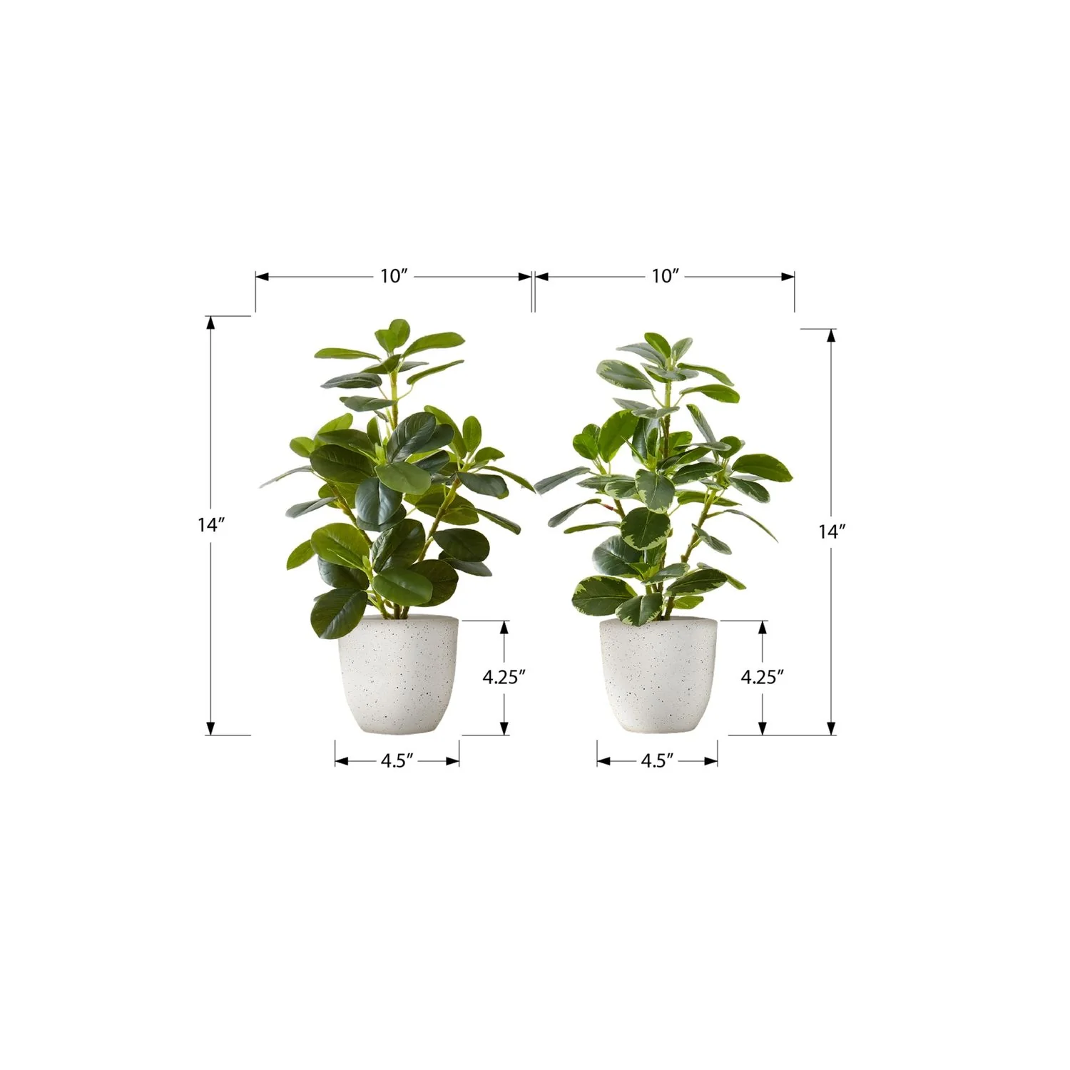 Artificial Ficus Elastica Plant (Set of 2) - Image 5