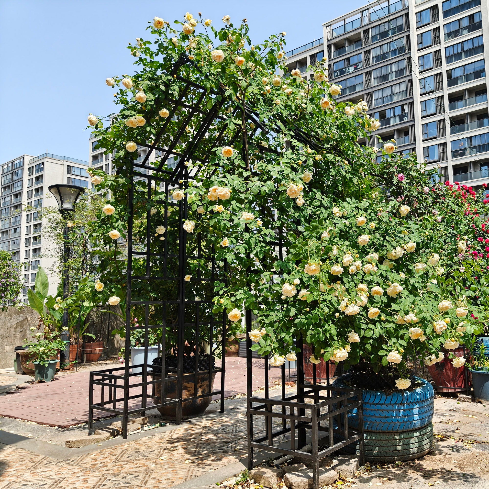 Garden Arch With Adjustable & Climbing Plants Support - Black - Image 3