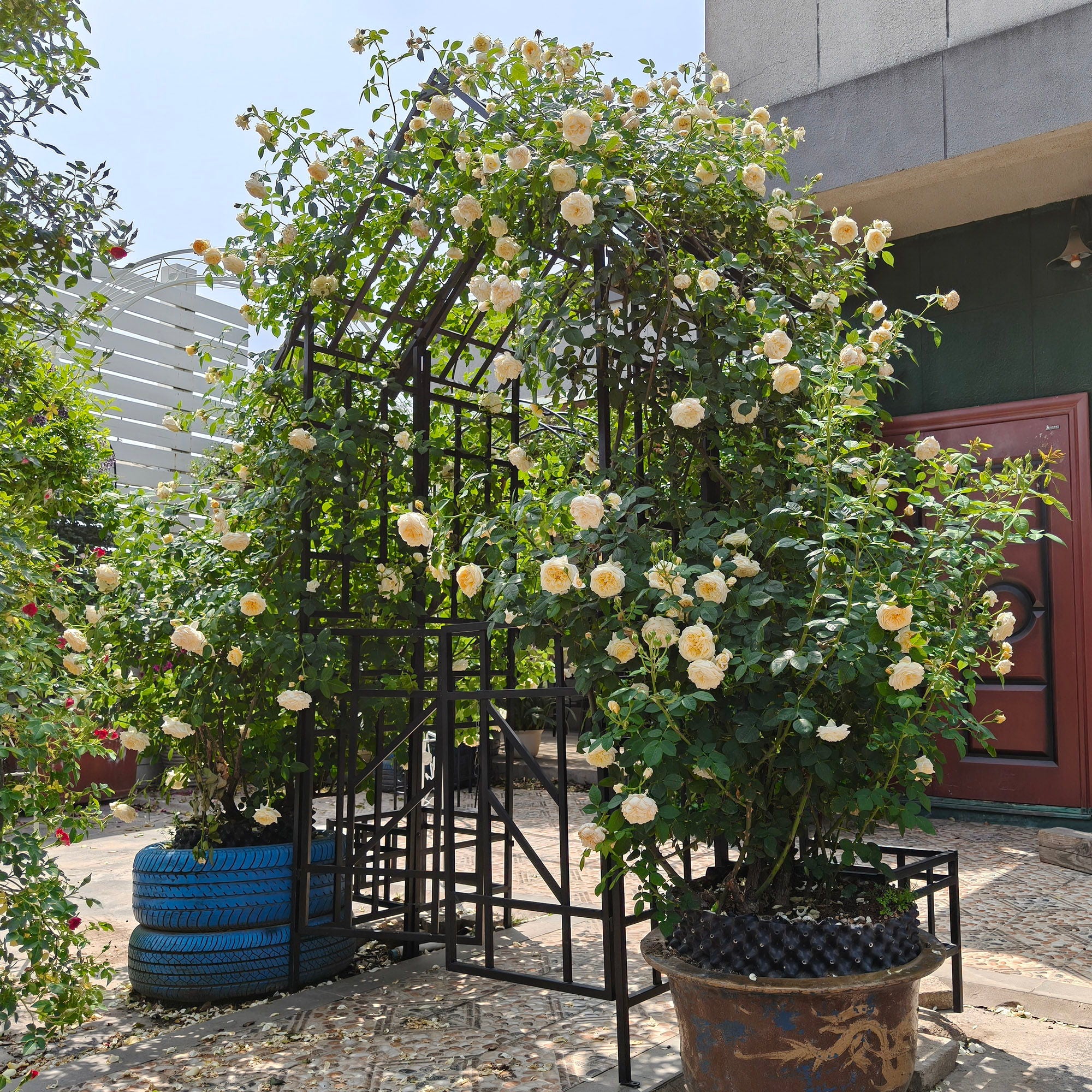 Garden Arch With Gate Climbing Plants Support Outdoor - Black - Image 6